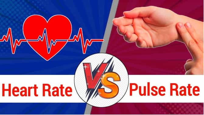 हार्ट रेट आणि पल्स रेट, यामध्ये काय फरक? जाणून घ्या