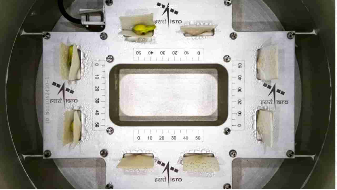 अंतराळात वनस्पती वाढविण्यात इस्रोला यश, संशोधनाची नेमकी गरज काय? जाणून घ्या