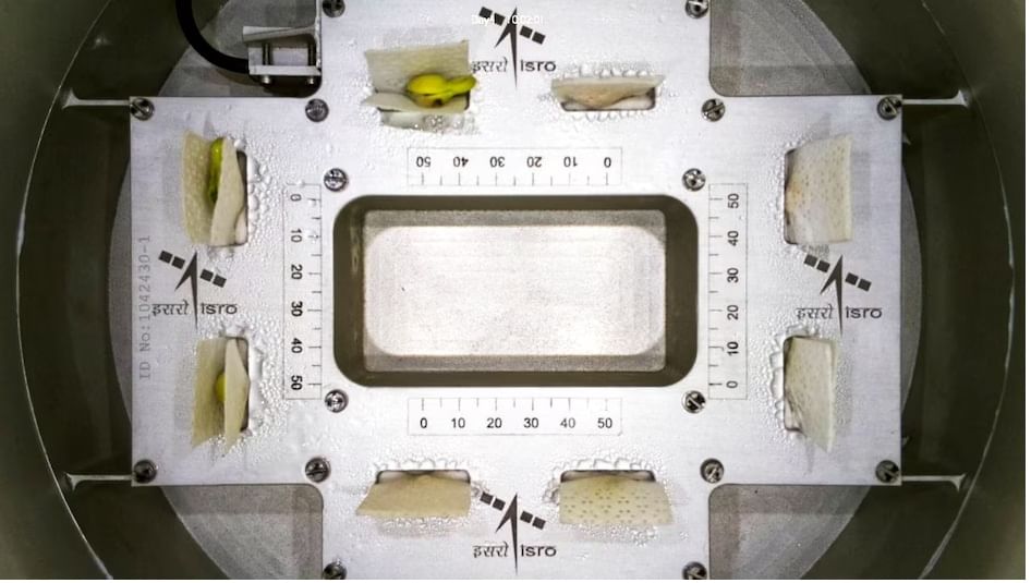 अंतराळात वनस्पती वाढविण्यात इस्रोला यश, संशोधनाची नेमकी गरज काय? जाणून घ्या