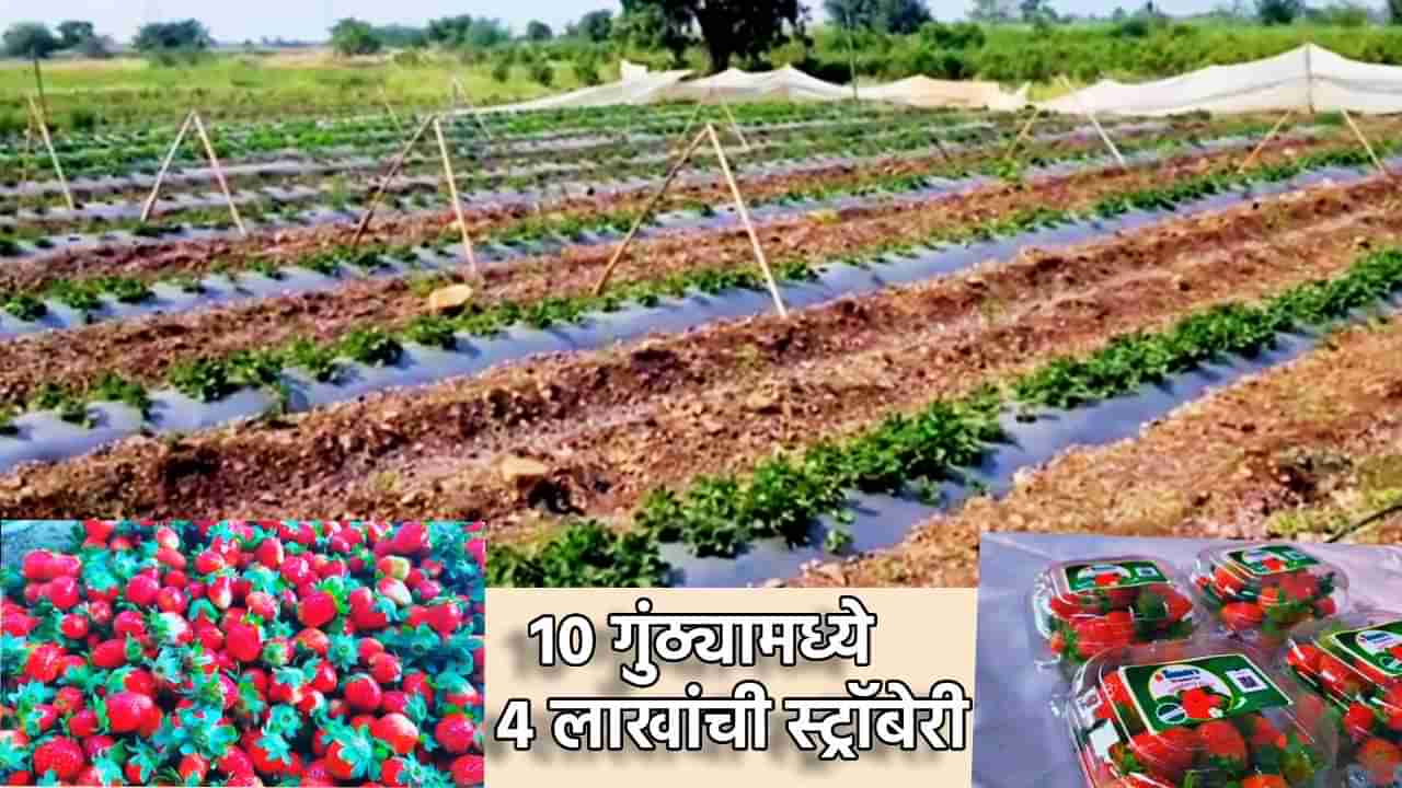 Strawberry : भीमाकाठी फुलला स्ट्रॉबेरीचा मळा; 10 गुंठ्यामध्ये 4 लाखांचे उत्पन्न, पारंपारिक शेतीला फाटा देत शेतकऱ्याचा आदर्श