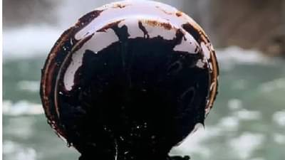 जंगलात मिळणारी ही वनस्पती आहे खूपच पॉवरफूल; रिझल्टमध्ये शिलाजीतचाही बाप