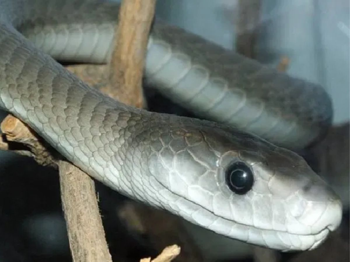 साप म्हटलं की अनेकांच्या अंगावर भीतीनं काटा उभा राहातो. नुसतं साप नाव जरी ऐकलं तरी थरकाप उडतो. जर तो आपल्या परिसरात किंवा घरात निघाला तर मग विचारूच नका. 