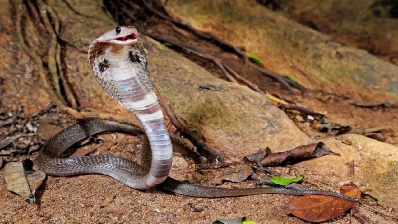 जर तुमच्या घरामध्ये किंवा परिसरामध्ये वारंवार साप निघत असतील तर त्यामुळे सर्पदंशाचा धोका देखील वाढतो, जर तुम्हाला साप आढळून आला तर त्याची माहिती तुमच्या परिसरातील सर्पमित्राला देणं आवश्यक आहे.