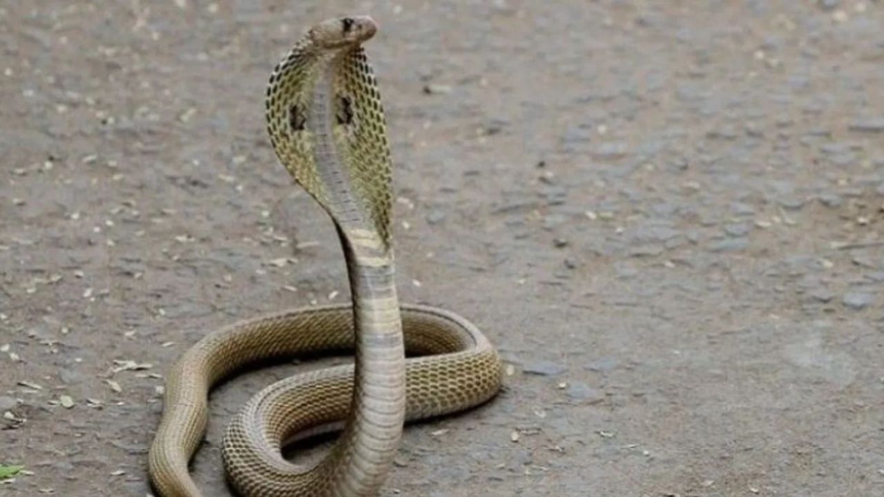 तुम्हालाही अनेकदा असा प्रश्न पडलाच असेल की, सापाचं नुकतंच जन्मलेलं पिल्लू हे पूर्ण वाढ झालेल्या सापाइतकंच विषारी असतं का? तर याचं उत्तर होय असं आहे. नागाचं पिल्लू हे तेवढंच विषारी असतं जेवढा नाग विषारी असतो. त्यामुळे त्याला चुकूनही पकडण्याचा प्रयत्न करू नये. 