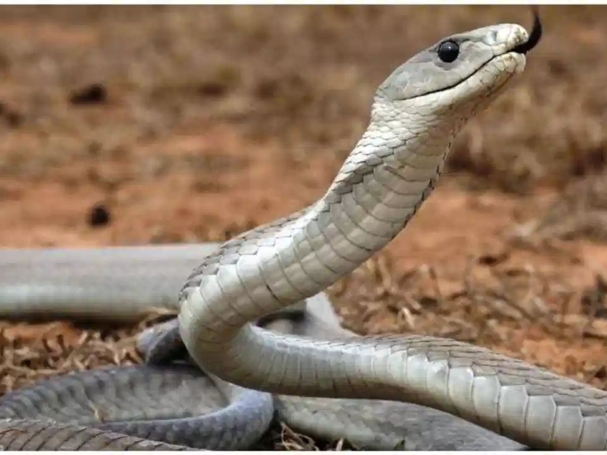 सापांबाबात आपल्या मनात एवढी भीती का असते? त्याचं मुख्य कारण म्हणजे सापांबाबत आपल्या मनात असलेलं अज्ञान, प्रत्येक साप हा विषारीच आहे, असा अनेकांचा लाहनपणापासून गैरसमज असतो. या गैरसमजातून ही भीती निर्माण होते. 