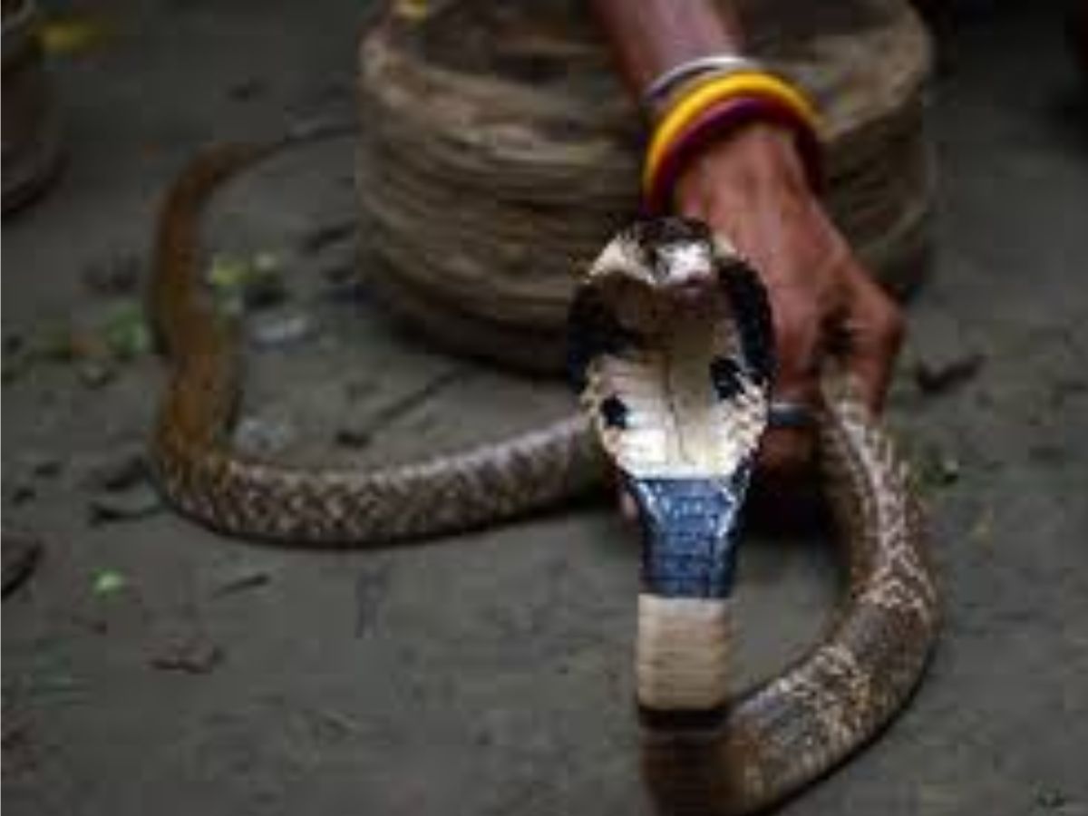 पंरतु ही गोष्टी खरी नाहीये, भारतामध्ये सापांच्या हजारो प्रकारच्या प्रजाती आढळून येतात. मात्र त्यातील 85 टक्के प्रजाती या बिनविषारी आहेत. तर केवळ 15 टक्केच सापाच्या जाती या विषारी आहेत. 