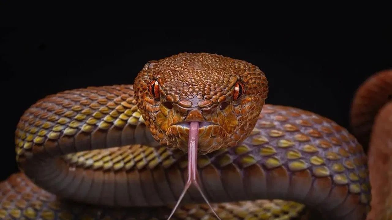 सापाचं प्रमुख खाद्य म्हणजे उंदिर, बेडूक आणि इतर छोटे-मोठे पक्षी हे असतं. जर तुमच्या घराच्या परिसरात अस्वच्छता असेल. खरकट अन्न उघड्यावर फेकलं जात असेल तर ते खाण्यासाठी उंदीर येतात, आणि तिथे बिळं देखील करतात. अशा ठिकाणी सापाला निवाऱ्याची देखील सोय होते, तसेच अन्न देखील मिळते. 