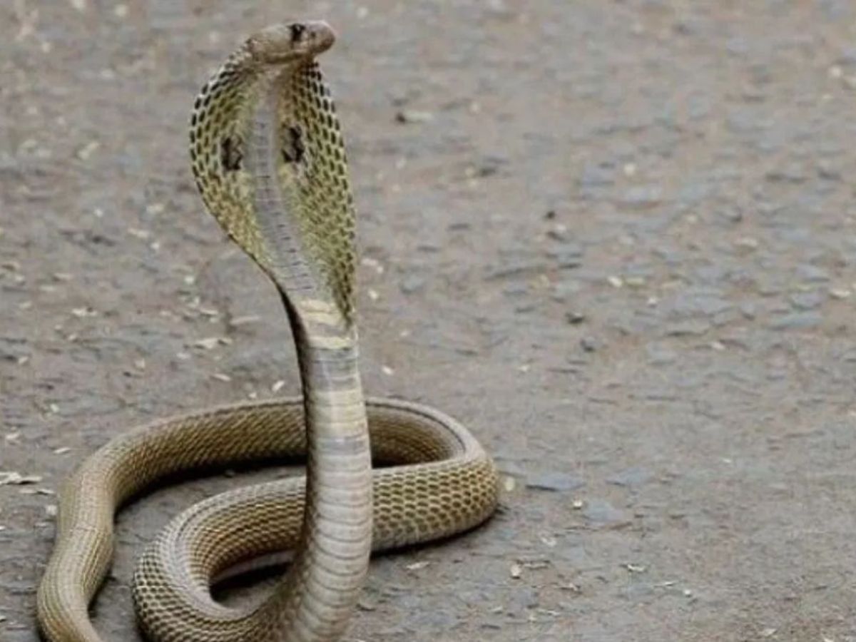 भारतामध्ये तसेच आपल्या राज्यात सापाच्या ज्या काही जाती आढळून येतात. त्यामध्ये मण्यार, फुरसे, घोणस आणि नाग ज्याला आपण इंडियन कोब्रा देखील म्हणतो. या चार प्रमुख विषारी जाती आढळून येतात, त्यामुळे सापाने दंश केल्यास घाबरून न जाता, तातडीनं संबंधित व्यक्तीला वैद्यकीय मदत मिळून द्यावी. वैद्यकीय मदत वेळेत मिळाल्यास विषारी साप चावला तरी देखील रुग्णाचा जीव वाचू शकतो. 