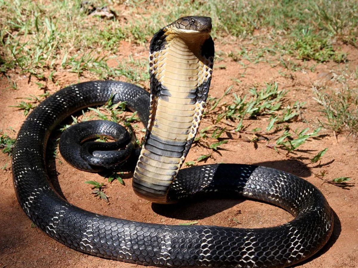 दरम्यान तुमच्या घराच्या आसपास साप निघाल्यास त्याला मारू नये, किंवा स्वत:हून पकडण्याचा प्रयत्न देखील करू नये. असे करणं तुमच्या जीवावर बेतू शकतं. तर त्याची माहिती तुमच्या परिसरात असलेल्या सर्पमित्रांना द्या. 