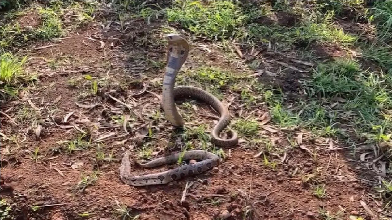 भारतामध्ये फुरसे, मण्यार, घोणस आणि नाग ज्याला आपण इंडियन कोब्रा असं देखील म्हणतो या चार प्रमुख विषारी जाती आहेत, हे साप त्यांचा रंग, आकार आणि इतर गोष्टींवरून तुम्ही ओळखू शकता. 