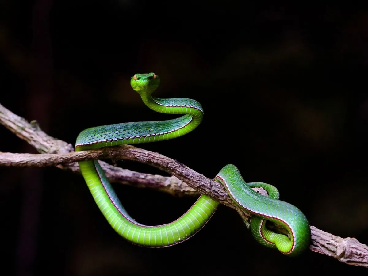 सापाचं मुख्य अन्न हे उंदीर, घुस यासारखे प्राणी असतात. त्यामुळे आपल्या घराचा परिसर नेहमी स्वच्छ ठेवा, कुठे बीळ तर नाहीना यावर देखील लक्ष ठेवा. आता आपण पाहूयात अशा कोणत्या तीन वनस्पती आहेत, ज्याच्या वासामुळे साप त्या परिसरात येत नाही. 