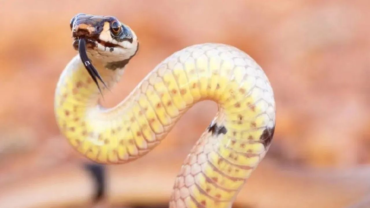 भारतामध्ये सापांच्या हजारो प्रजाती आढळून येतात. त्यातील काही मोजक्याच हाताच्या बोटावर मोजण्याइतक्याच विषारी असतात. बाकी सर्व साप हे बिनविषारी आहेत. 