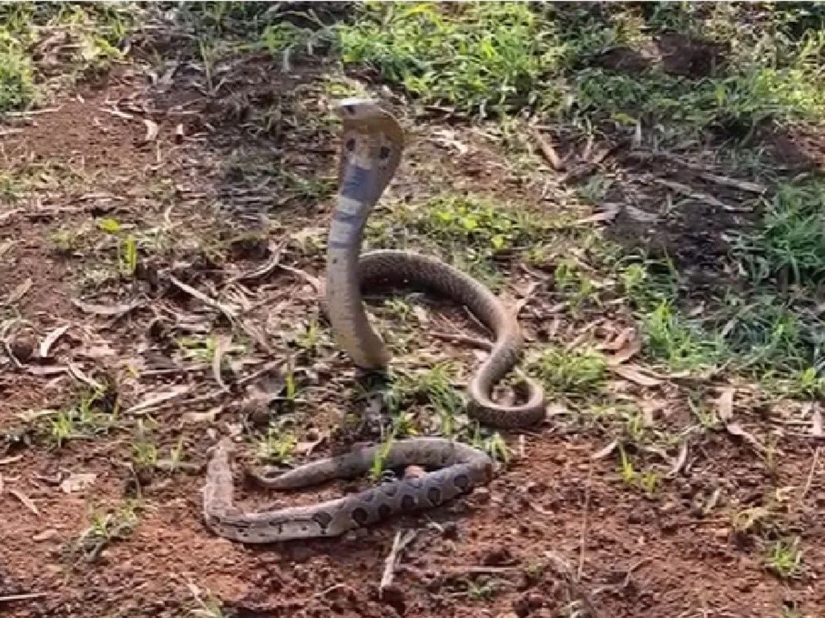 तुम्ही राहात असलेल्या परिसरामध्ये किंवा तुमच्या घरात साप येऊ नये यासाठी तुम्ही सर्पगंधा या वनस्पतीची लागवड करू शकता. या वनस्पतीला तीव्र वास असतो. या वनस्पतीच्या विशिष्ट वासामुळे साप अजुबाजूच्या परिसरामध्ये येत नाही. सर्पगंधा वनस्पतीप्रमाणाचे  तुम्ही तुमच्या घरात मगवॉर्ट किंवा लसणाचं रोप देखील लावू शकता. ही दोन रोपं असे आहेत, याच्या वासामुळे देखील साप तुमच्या घरात येणार नाही.  (डिस्क्लेमर : वरील माहिती उपलब्ध स्रोतावरून देण्यात आलेली आहे. याच्या तथ्यांबद्दल आम्ही कुठलाही दावा करीत नाही, तसेच अंधश्रद्धेला दुजोरा देत नाही)