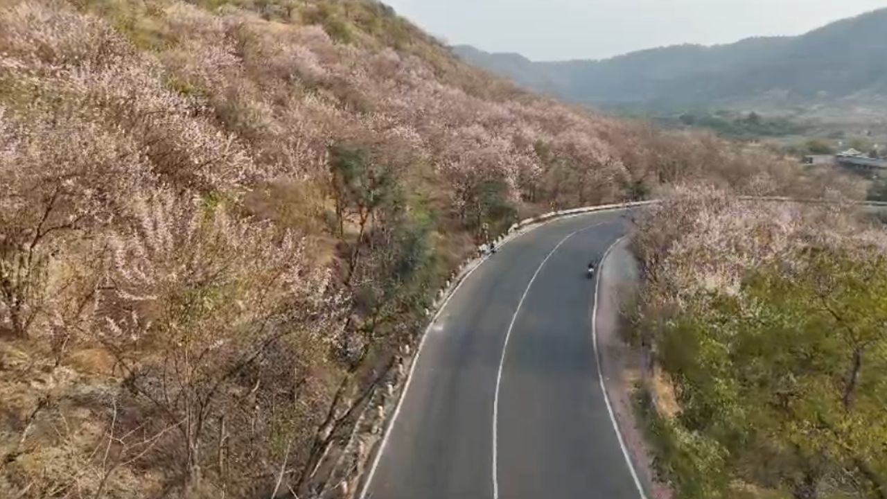 गिरीपुष्प ही झाडे कन्नड, सोयगाव, चाळीसगाव जंगलातही लावण्यात आलेली आहेत. या झाडाची फांदी तोडून लावली तरीही ती उगवते. विशेष म्हणजे कमी पाण्यात झाड जगते. खडक, मातीमिश्रित व खडकाळ जागेतही उगवते.