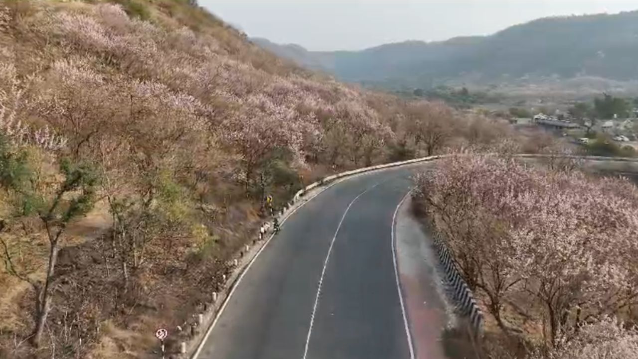 अजिंठा डोंगरात वसंत ऋतूमध्ये विविध फुले फुलली आहेत. घाटातून जाताना दोन्ही बाजूचे डोंगर फुलांनी बहरले आहेत. काही वर्षांपूर्वी डोंगरातील जमिनीची धूप थांबवण्यासाठी वन विभागाने डोंगरावर गिरीपुष्प (ग्लिरिसिडिया सेपियम) ही विदेशी झाडे लावली होती.