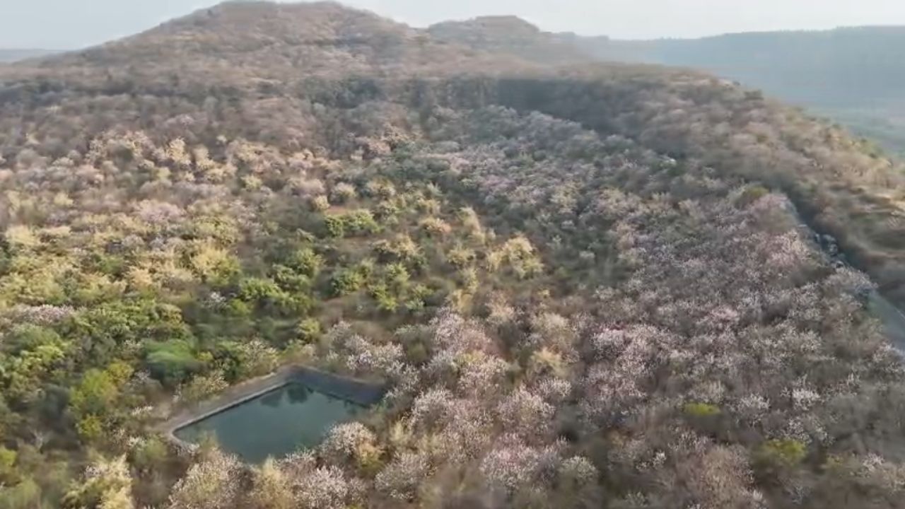 गेल्या दहा वर्षांत संपूर्ण डोंगररांगेत या झाडांचा प्रसार झाला आहे. दाट पाने असलेल्या या झाडाला स्थानिक भाषेत उंदीरमारी असेही म्हटले जाते. मूळचे उत्तर अमेरिका, मेक्सिको येथील प्रजातीचे हे झाड १० फुटांपासून ४० फुलांपर्यंत वाढते. 