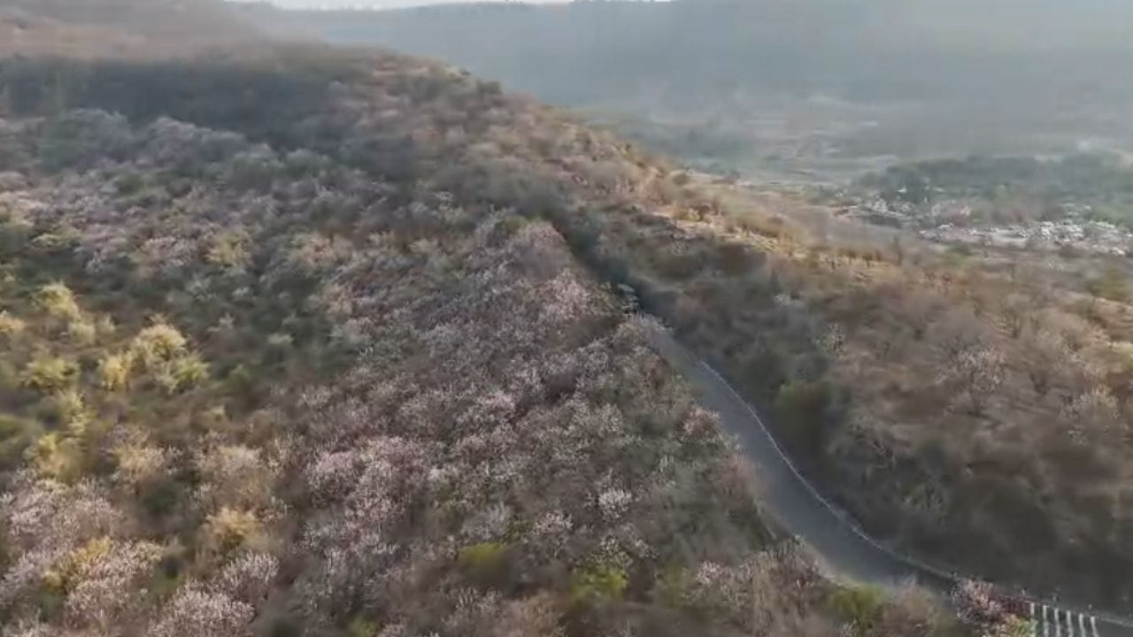 वसंत ऋतूमध्ये या झाडांना सर्वात प्रथम फुले येतात. फुलांचा कालावधी तीन आठवडे ते एक महिन्यापर्यंत असतो. सध्या संपूर्ण अजिंठा डोंगर या फुलांमुळे आकर्षित दिसतो आहे. गुलाबी, जांभळा, पांढऱ्या आणि पिवळ्या छटा असलेली ही फुले सर्वांचे लक्ष वेधून घेत आहेत.