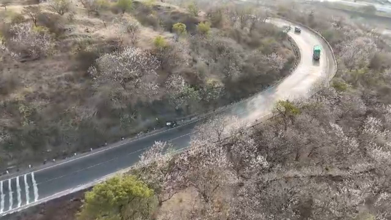 अजिंठा राखीव जंगलात ३०० हेक्टरवर यांची लागवड करण्यात आली आहे. सुरुवातीला या झाडांची अजिंठ्याच्या राखीव जंगलातच लागवड करण्यात आली होती. ती वाढल्यानंतर हा परिसर नयनरम्य दिसत आहे.