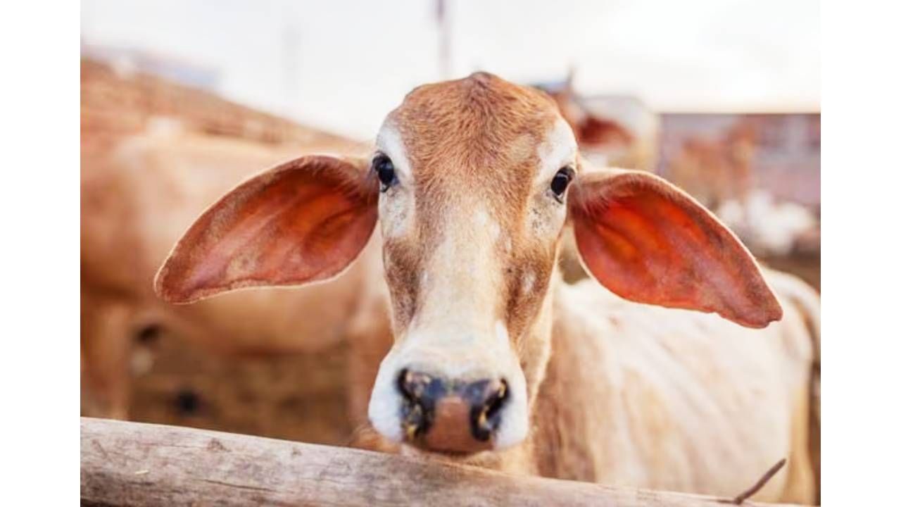 पशुधनाचे नुकसान होऊ नये यासाठी शेतकऱ्यांनी काळजी घेणे आवश्यक आहे. वेळीच पशवैद्यकीय अधिकाऱ्यांशी, पशू तज्ज्ञांशी संपर्क साधवा. वेळीच उपचार केल्यास फायदा होईल.