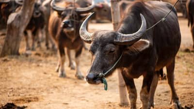 जनावरांना देखील स्वप्नं पडतात! जाणून घ्या, त्यांची स्वप्नं कशी असतात