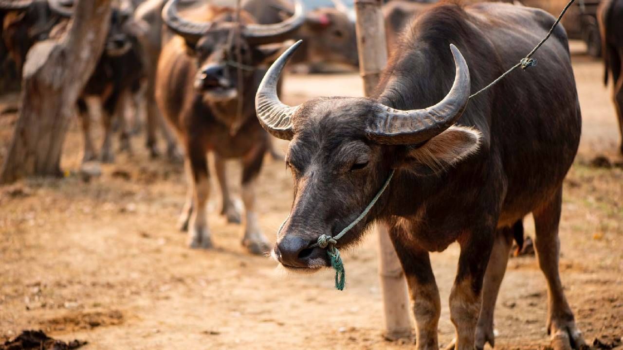 जनावरांना देखील स्वप्नं पडतात! जाणून घ्या, त्यांची स्वप्नं कशी असतात