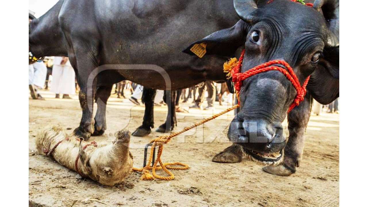 कर्करोगाची लक्षणे अगोदरच दिसतात. जनावरांचे वजन झटपट कमी होते. त्यांना श्वास घेण्यास अडचण येते. जनावर अशक्त होते. शरीरावर गाठ येते. 
