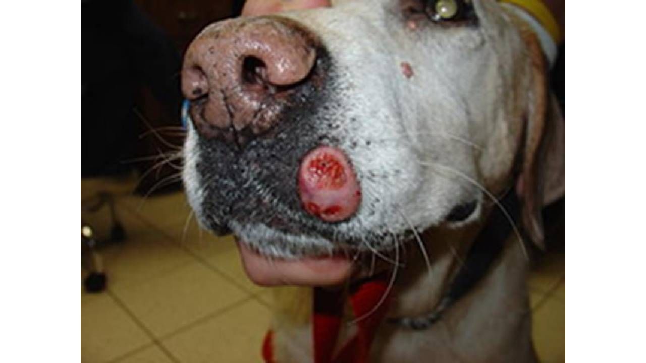 बेनाईन ट्यूमर, मॅलिग्नंट ट्यूमर असे दोन कर्करोग आहेत. ते शरीरात पसरतात आणि गंभीर दुखापत करतात. त्यात वेळीच, योग्य उपचार केला नाही तर जनावर दगावते. 