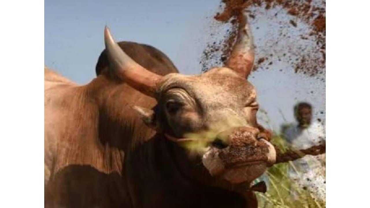 जनावर प्लास्टिक खाणार नाही, याची काळजी घ्या. त्यांना उकिरडा वा घाणीच्या ठिकाणी चरण्यास सोडू नका. जनावरांना पोष्टिक आहार द्या. त्यांच्या शिंगाना रंग लावू नका. 