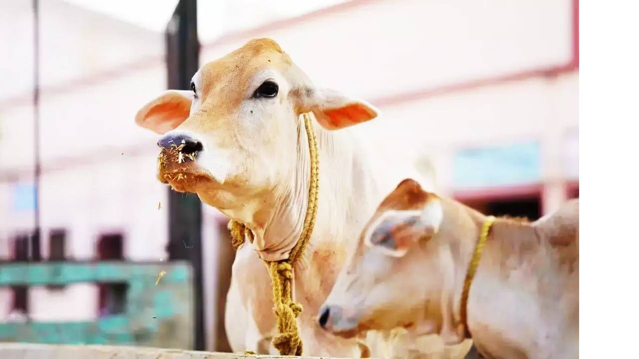 आता जनावरांमध्ये सुद्धा कॅन्सरचा धोका वाढला आहे. पूर्वी हे प्रमाण नगण्य होते. पण आता हे प्रमाण वाढले आहे. जनावरांमध्ये सुद्धा या गंभीर आजाराचे प्रमाण वाढले आहे. तेव्हा शेतकर्‍यांनी मोठी काळजी घेणे आवश्यक आहे. 