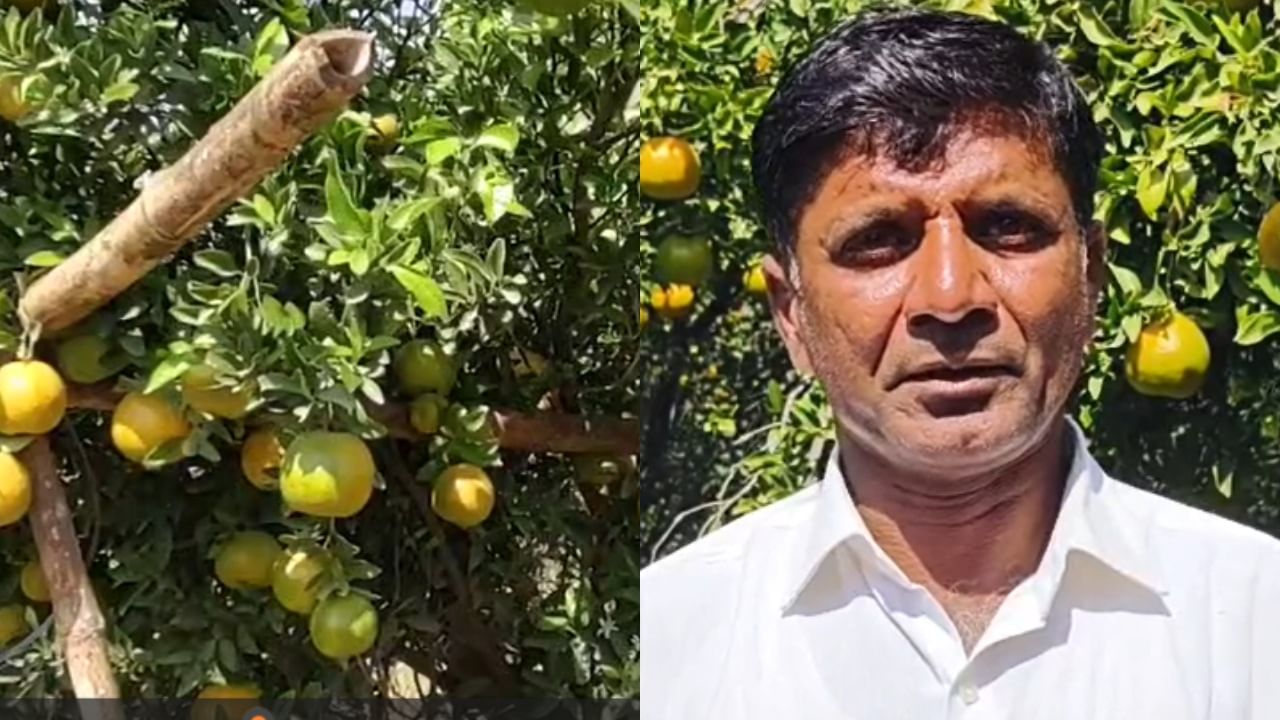 अडीच एकरवर संत्र्याची लागवड, वर्षाला 10 लाखांचा निव्वळ नफा; अहिल्यानगरच्या शेतकऱ्याला लॉटरी