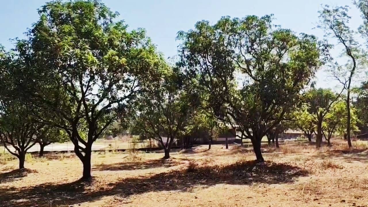 बदलापूरजवळच्या जांभीळघरमध्ये ५ एकर जागेत त्यांनी दापोली कृषी विद्यापीठातून १०० आंब्याची झाडं आणून लावली. आज त्यांना प्रत्येक झाडापासून किमान ५०० ते ६०० फळांचं उत्पादन मिळतं. 