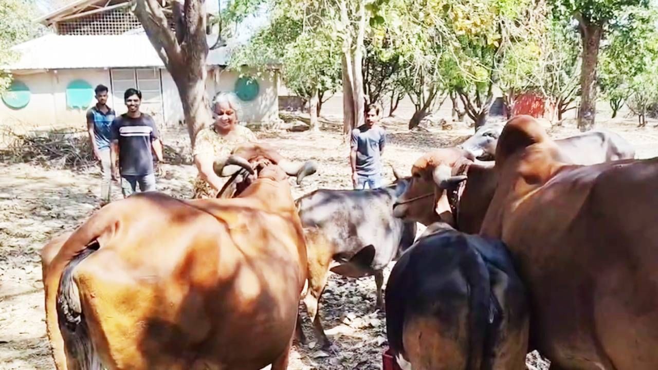 शेतीला कुक्कुटपालन आणि पशुपालनाचीही जोड देत आज १० गीर गायी आणि ५ ते ६ म्हशीही त्यांच्याकडे आहेत. शेतीत शेणखत, गोमूत्र, झाडांचा पालापाचोळा तसच गांडुळखताचाच वापर त्या करतात. त्यांच्या शेतातली सर्व उपकरणं ही सौरउर्जेवरच चालत असून यामुळे वीजेच्या खर्चात मोठी बचत झाली आहे.