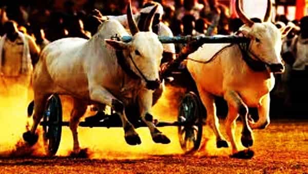 ग्रामीण भागात आता शेतीची काम संपत आली आहे. त्यातच सुप्रीम कोर्टाने बैलगाडा शर्यतीवरील बंदी हटवल्याने या स्पर्धेचा उत्साह दुणावला आहे. अनेक गावात सध्या बैलगाडा शर्यतीचा थरार दिसून येत आहे.