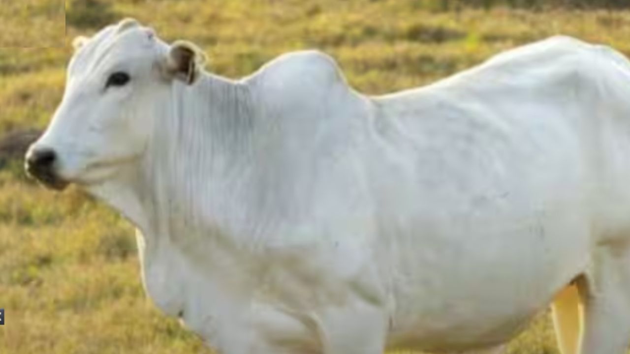 नेल्लोर जातीची गाईची विशेष म्हणजे ती उंटांप्रमाणे अन्न आणि पिण्याचे पाणी दीर्घकाळ साठवून ठेवू शकते. यामुळे तिला वाळवंट आणि उष्ण प्रदेशात ठेवणे सोपे झाले आहे. त्यामुळेच नेल्लोर जातीच्या गायींना जगभरात मागणी वाढली आहे.