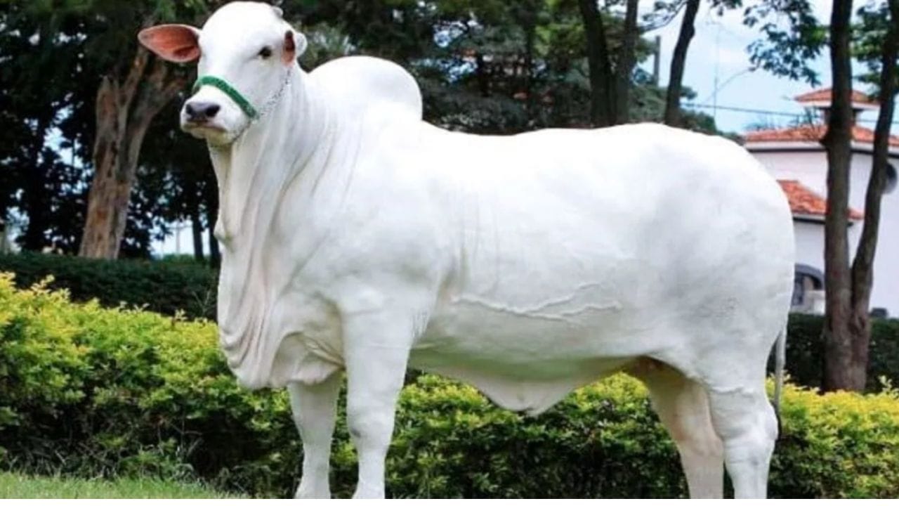 ब्राझीलमधील मिनास गेराइस येथील पशु मेळ्यात एक अनोखी घटना घडली. भारतीय जातीच्या व्हिएटिना-19 या गायीची 40 कोटी रुपयांमध्ये विक्री झाली. हा एक विश्वविक्रम आहे. व्हिएटिना-19 ही नेल्लोर जातीची गाय आहे.