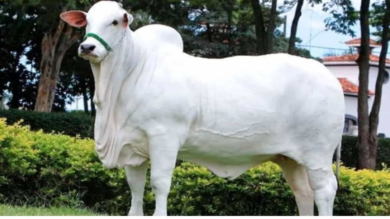 ब्राझीलमधील मिनास गेराइस येथील पशु मेळ्यात एक अनोखी घटना घडली. भारतीय जातीच्या व्हिएटिना-19 या गायीची 40 कोटी रुपयांमध्ये विक्री झाली. हा एक विश्वविक्रम आहे. व्हिएटिना-19 ही नेल्लोर जातीची गाय आहे.