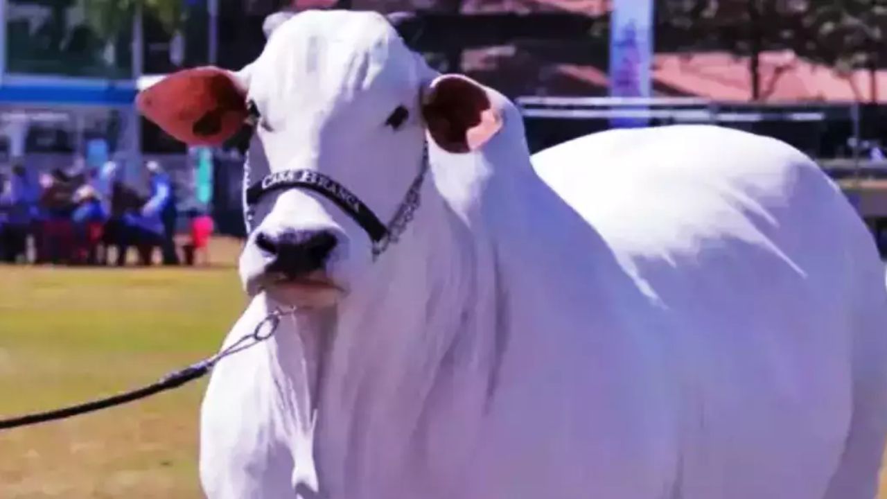 गायींच्या नेल्लोर जातीला ओंगोल जाती म्हणूनही ओळखले जाते. या गायींचे वैशिष्ट्य म्हणजे ते अत्यंत कठीण आणि उष्ण परिस्थितीतही जगू शकतात. साधारणपणे उष्ण ठिकाणी गाय कमी दूध देते. पण या गाईवर वातावरणाच्या परिणाम होत नाही. तसेच दूध देण्याच्या क्षमतेवर परिणाम होत नाही. 