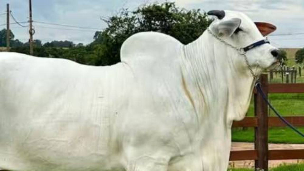 नेल्लोर जातीच्या गायींची रोगप्रतिकारशक्तीही सर्वात चांगली आहे. सर्व रोगांशी लढण्यास या गाई सक्षम आहेत. यामुळेच तिची लोकप्रियता जगभरात खूप जास्त आहे. 1101 किलो वजनाची ही गाय तिच्या जातीच्या इतर गायींपेक्षा जवळपास दुप्पट वजनाची आहे.