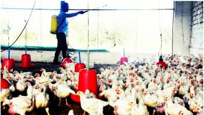 Bird Flu : चंद्रपूरमध्ये बर्ड फ्लूची एंट्री, 10 किलोमीटर परिसर अलर्ट झोन, यंत्रणांची उडाली धावपळ