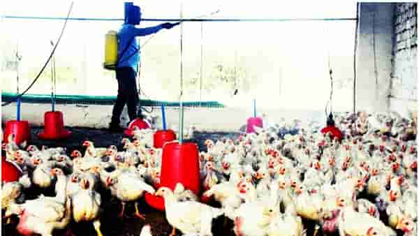 Bird Flu : चंद्रपूरमध्ये बर्ड फ्लूची एंट्री, 10 किलोमीटर परिसर अलर्ट झोन, यंत्रणांची उडाली धावपळ
