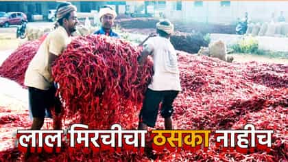 लाल मिरचीचा ठसका उतरला, स्वस्ताईने वाढला गोडवा