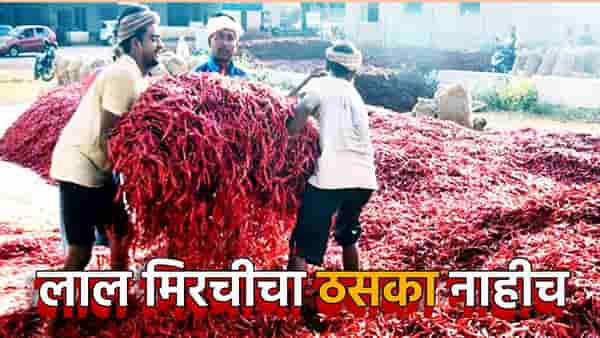 लाल मिरचीचा ठसका उतरला, स्वस्ताईने वाढला गोडवा, गृहिणींकडून वर्षभरासाठी मोठी खरेदी