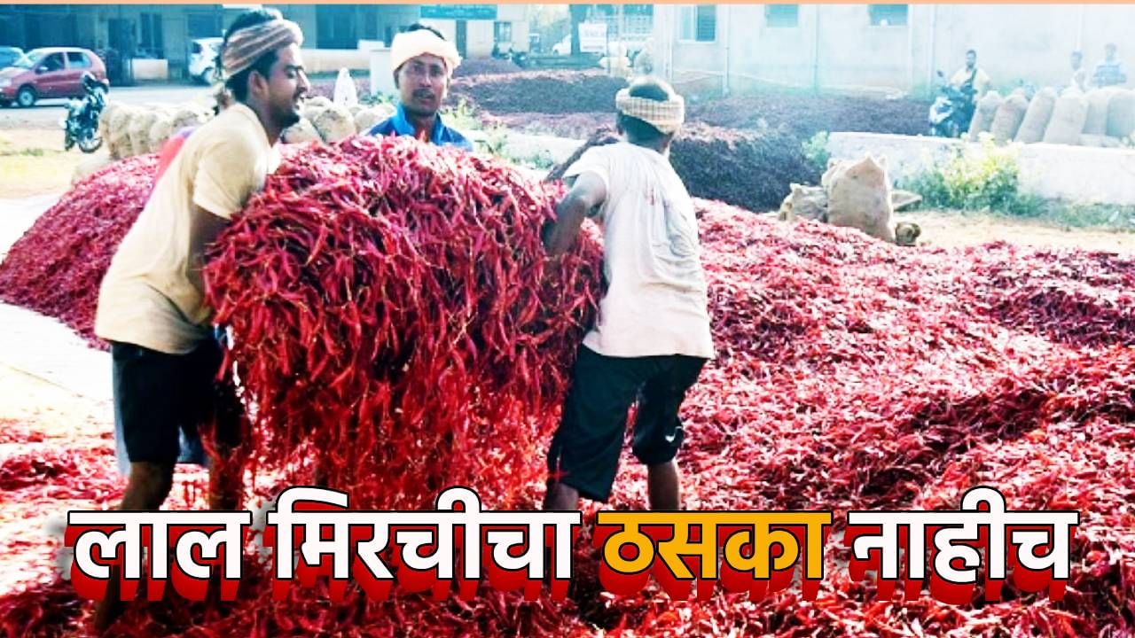 लाल मिरचीचा ठसका उतरला, स्वस्ताईने वाढला गोडवा, गृहिणींकडून वर्षभरासाठी मोठी खरेदी लाल मिरचीचा ठसका उतरला, स्वस्ताईने वाढला गोडवा, गृहिणींकडून वर्षभरासाठी मोठी खरेदी