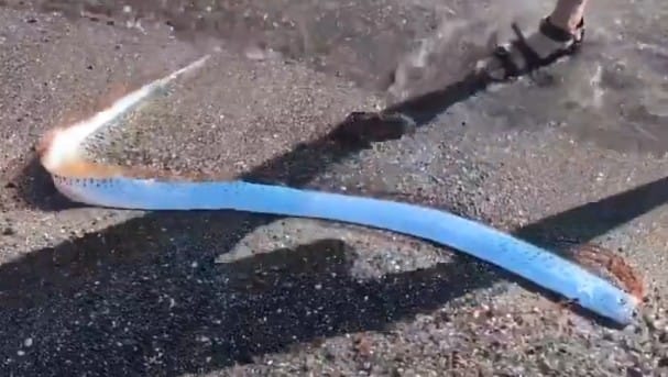 पृथ्वीवर येणार पुराचे मोठे संकट ? संकटाची वर्दी देणारा 'डुम्सडे' मासा समुद्रातून अचानक किनाऱ्यावर आला पृथ्वीवर येणार पुराचे मोठे संकट ? संकटाची वर्दी देणारा 'डुम्सडे' मासा समुद्रातून अचानक किनाऱ्यावर आला