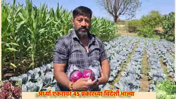 अर्ध्या एकरावर 45 प्रकारच्या विदेशी भाज्या; फॉरेनच्या भाजीपाल्यामुळे दरमहा शेतकरी कमावतो चांगला पगार