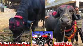 'रॉयल एनफिल्ड'पेक्षा महागडी म्हैस! किंमत अडीच लाखांहून जास्त