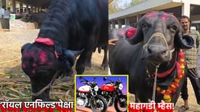 'रॉयल एनफिल्ड'पेक्षा महागडी म्हैस! किंमत अडीच लाखांहून जास्त