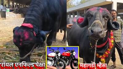 रॉयल एनफिल्डपेक्षा महागडी म्हैस; गीर जाफर जातीच्या म्हशीची किंमत अडीच लाखांहून जास्त, पाहण्यासाठी उसळली एकच गर्दी