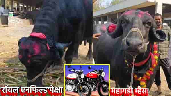 रॉयल एनफिल्डपेक्षा महागडी म्हैस; गीर जाफर जातीच्या म्हशीची किंमत अडीच लाखांहून जास्त, पाहण्यासाठी उसळली एकच गर्दी