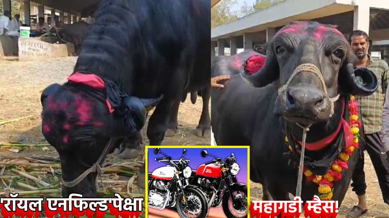 रॉयल एनफिल्डपेक्षा महागडी म्हैस; गीर जाफर जातीच्या म्हशीची किंमत अडीच लाखांहून जास्त, पाहण्यासाठी उसळली एकच गर्दी
